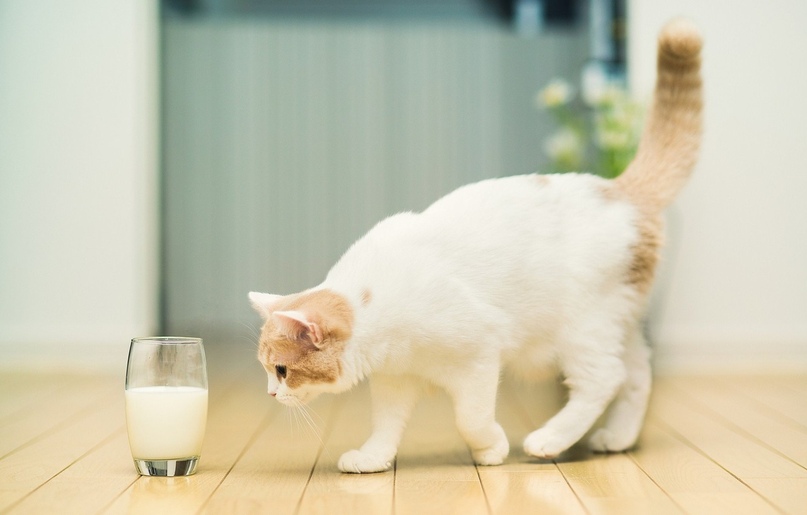 Dürfen Katzen Milch trinken bilder