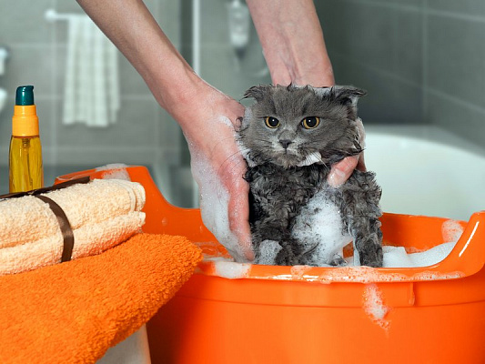 Katzenwäsche Pflege